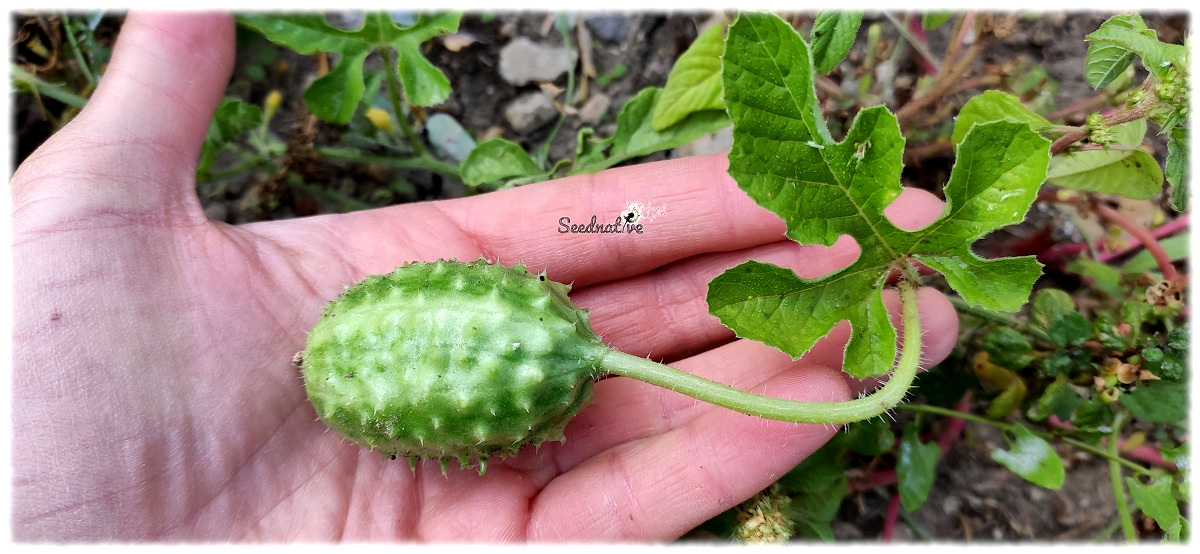 Cucumis anguria - Pepinillo de las indias - 40 semillas
