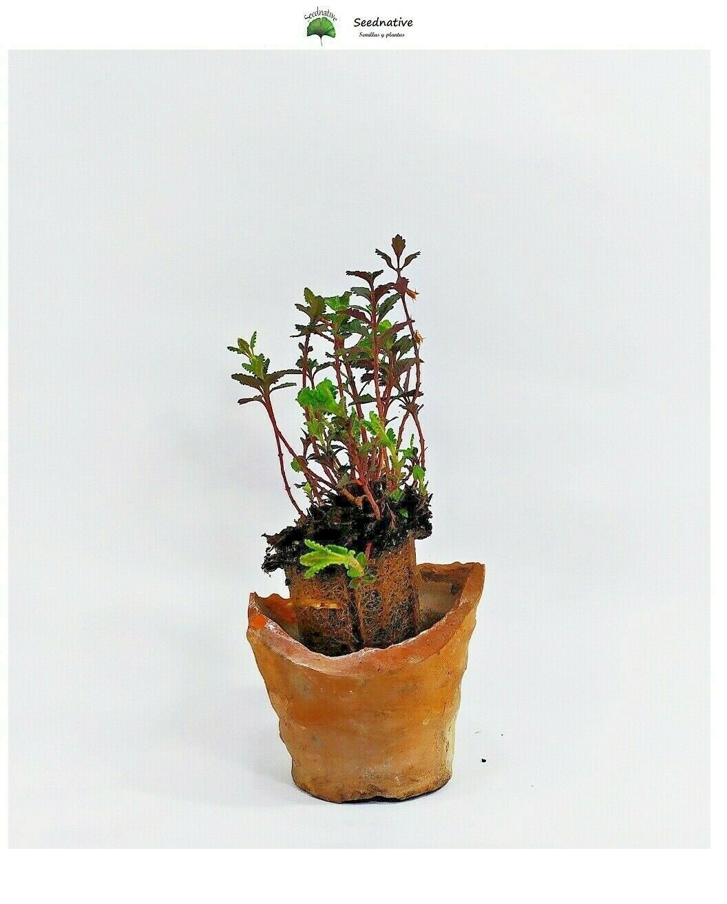 Planta de Teucrium chamaedrys - Zamarrilla de los muros - 2 Años