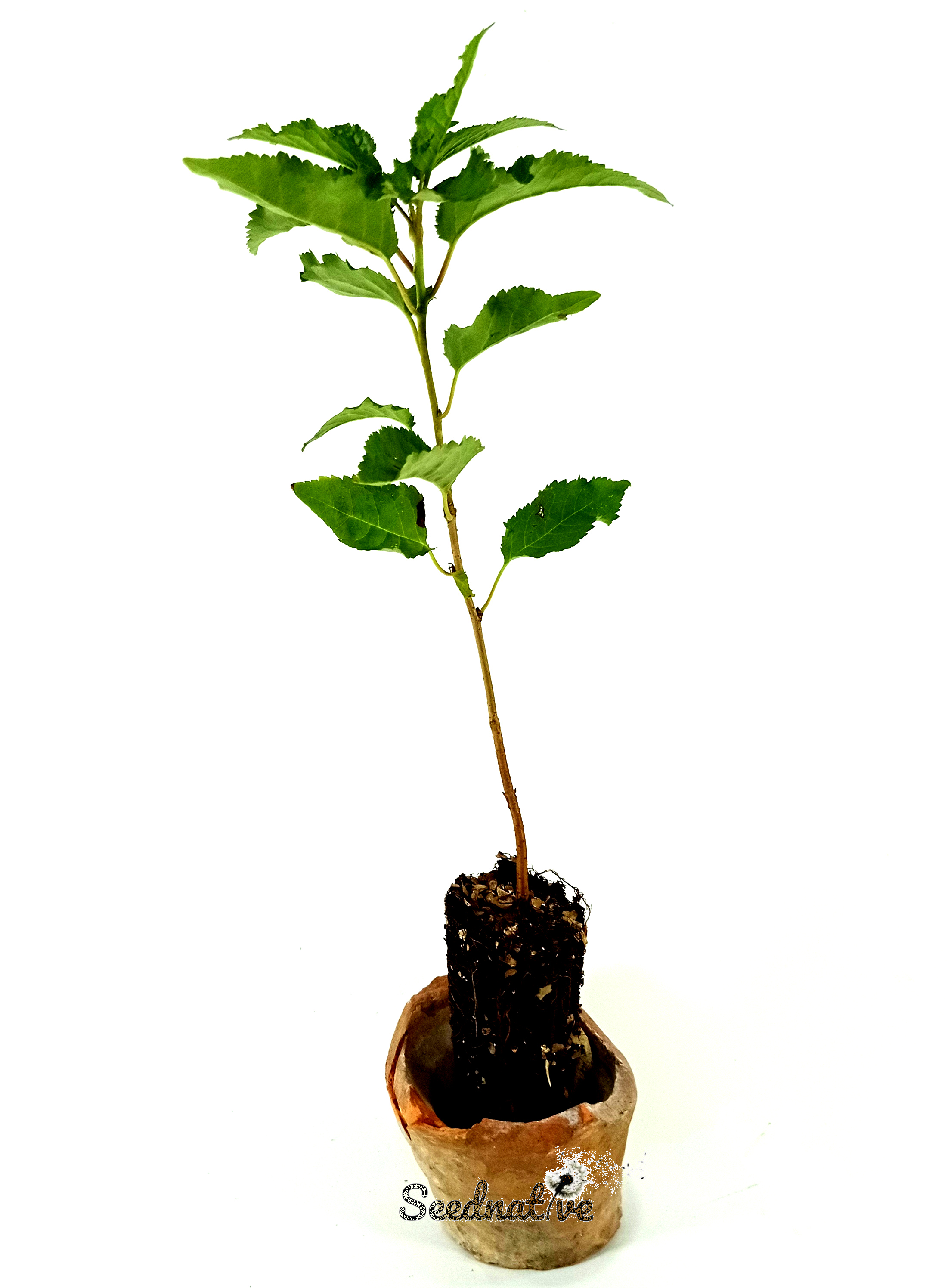 Planta de Prunus avium - Cerezo silvestre - 2 Años 
