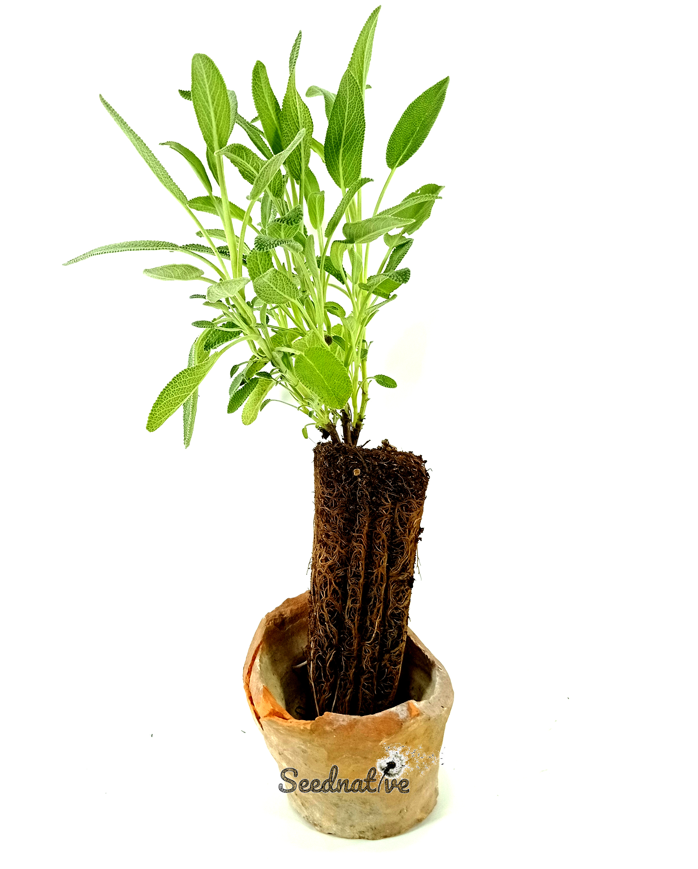 Planta de Salvia officinalis - Salvia - 2 años