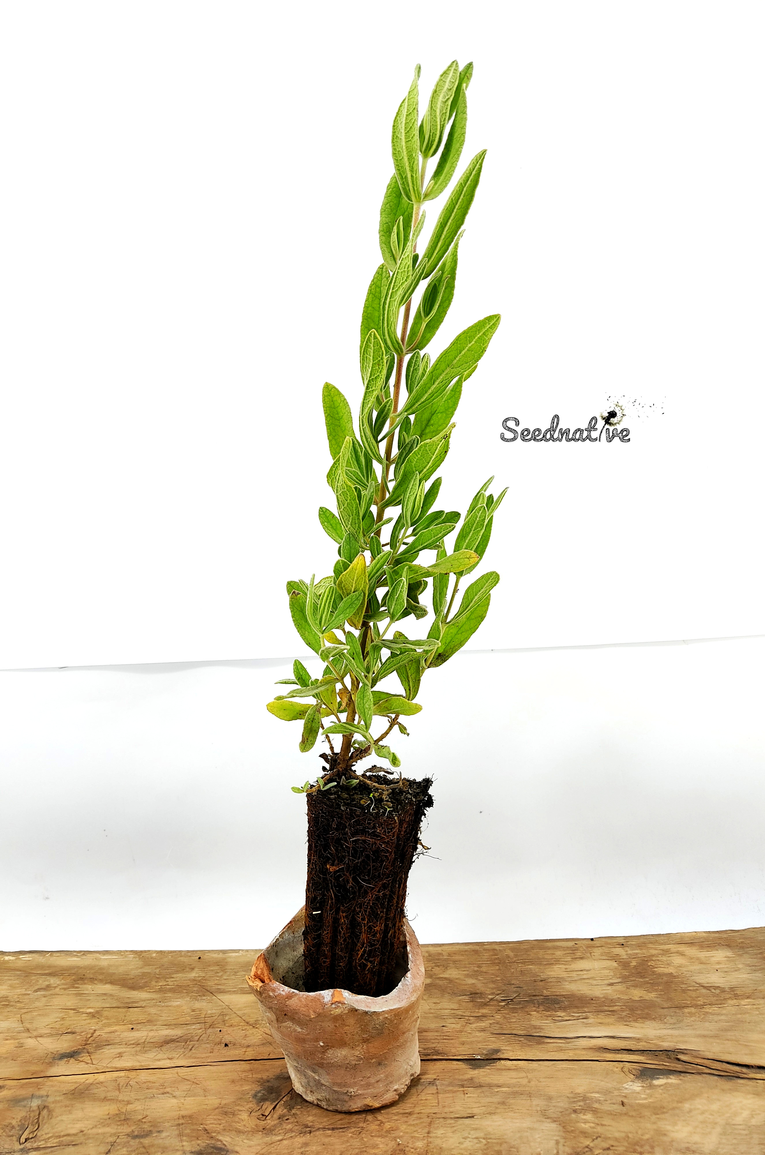 Planta Cistus albidus - Jara blanca - 2 Años