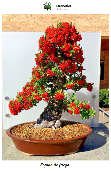 Espino de fuego - Pyracantha angustifolia - 300 semillas