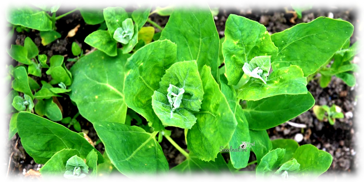 Atriplex hortensis - Armuelle verde - 300 semillas 