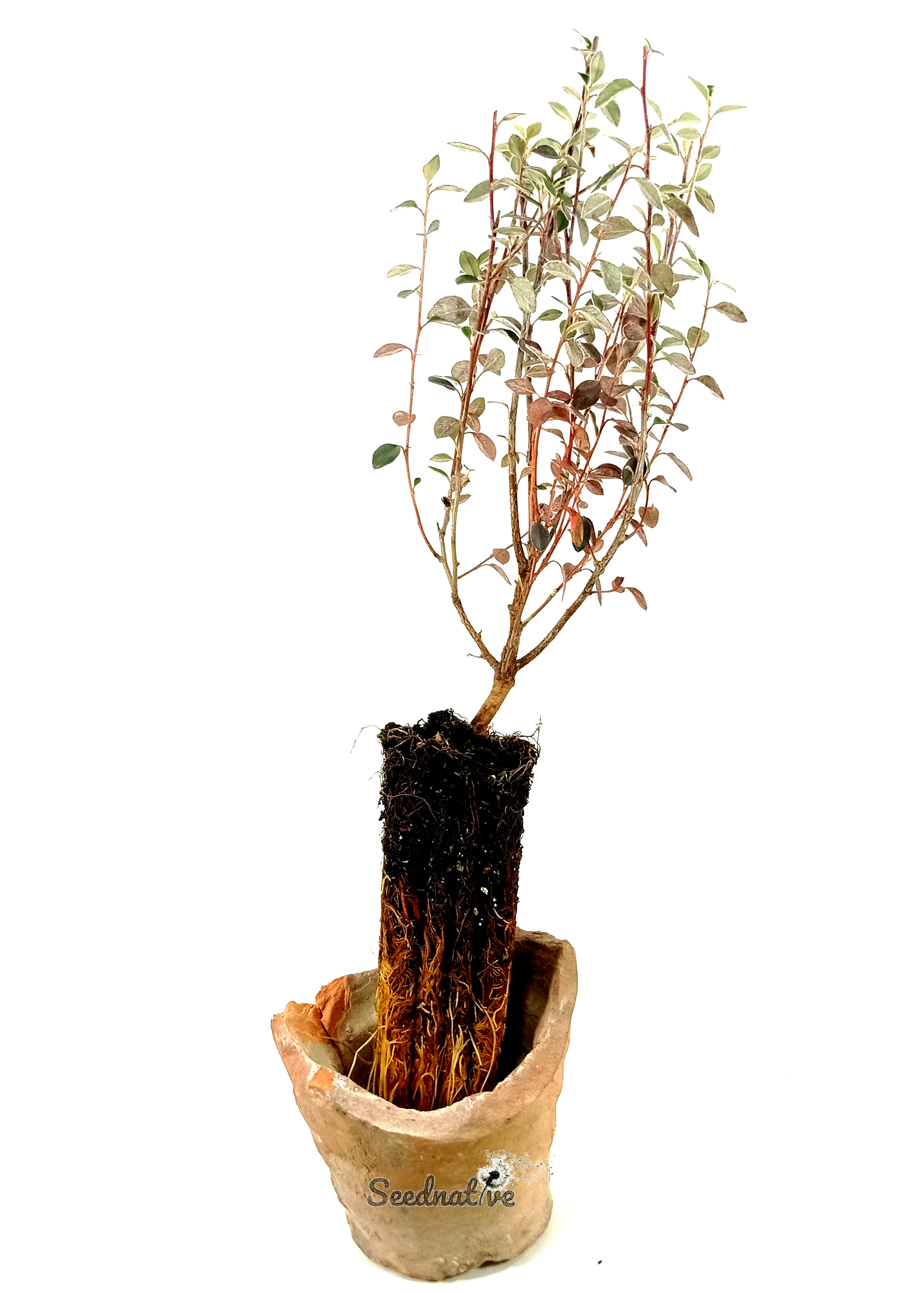 Planta Cotoneaster franchetii - Griñolera - 2 Años
