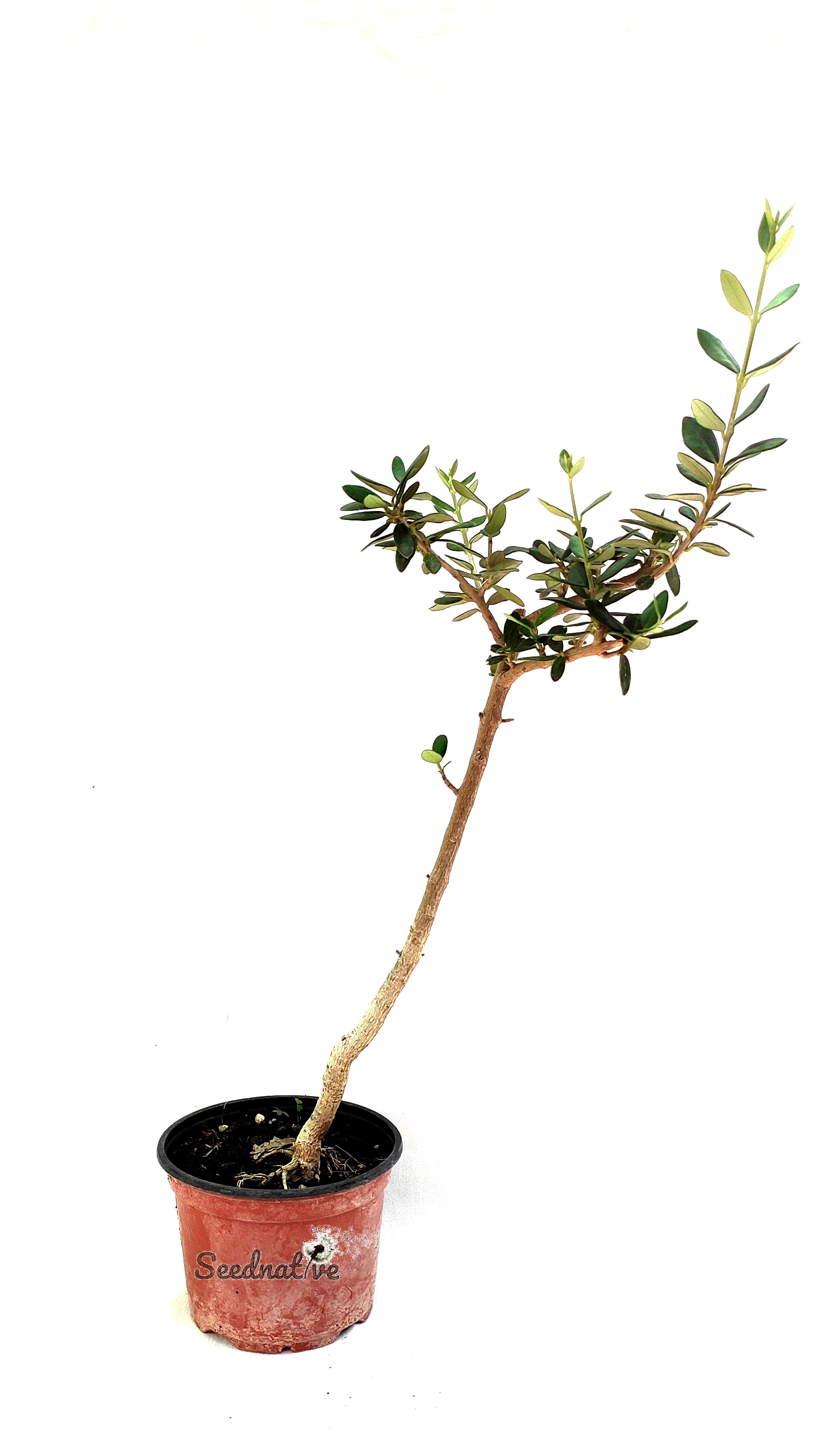 Planta de Acebuche - Olea europaea var. sylvestris 