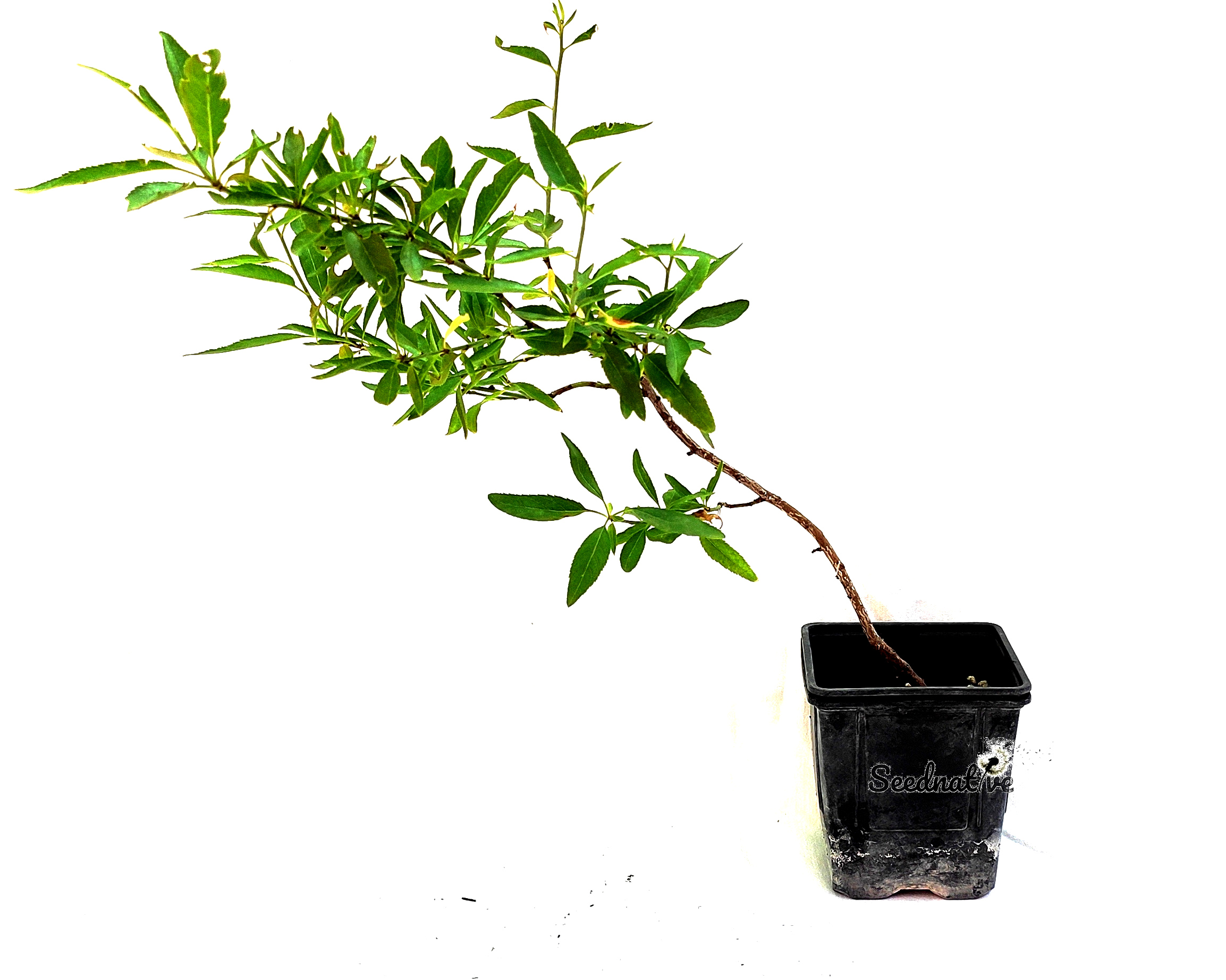 Planta de Almendro - Prunus dulcis
