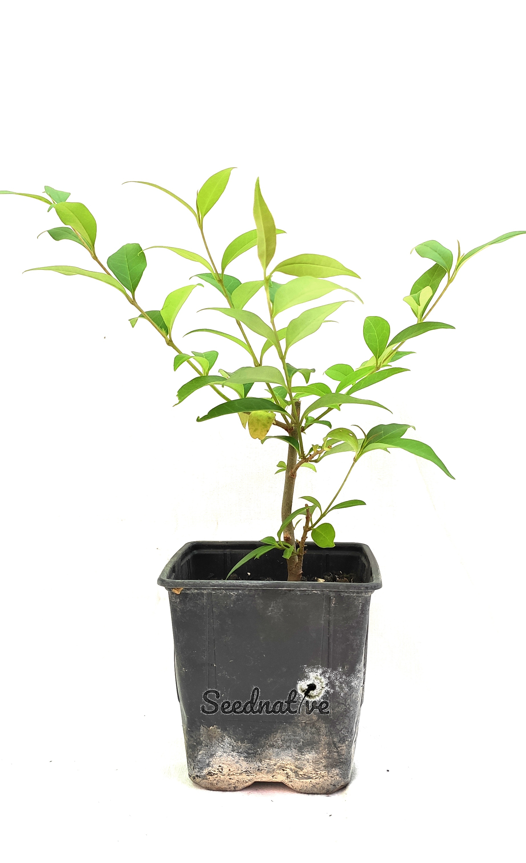 Planta Ligustrum japonicum - Aligustre del Japón