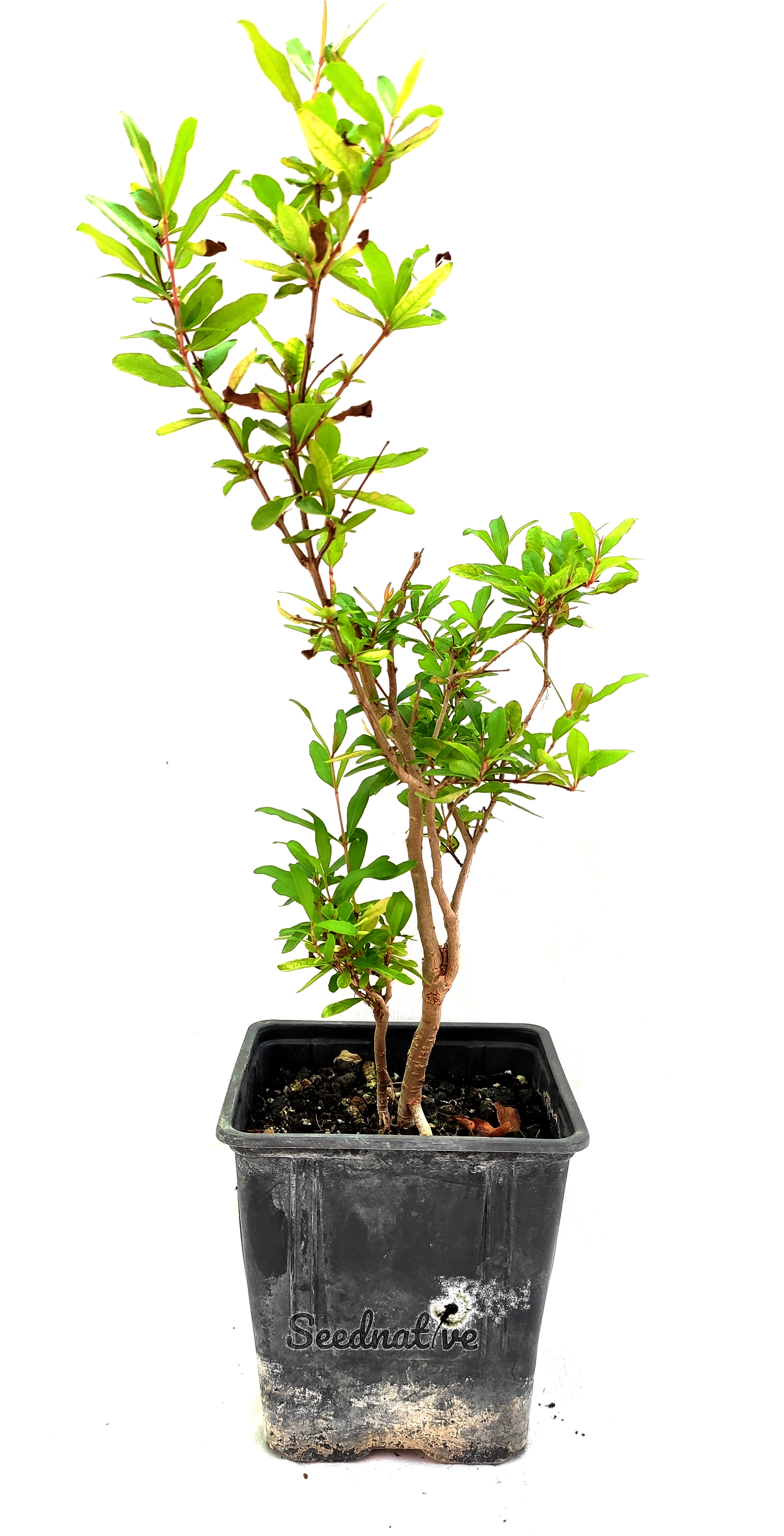 Planta de Punica granatum - Granado 