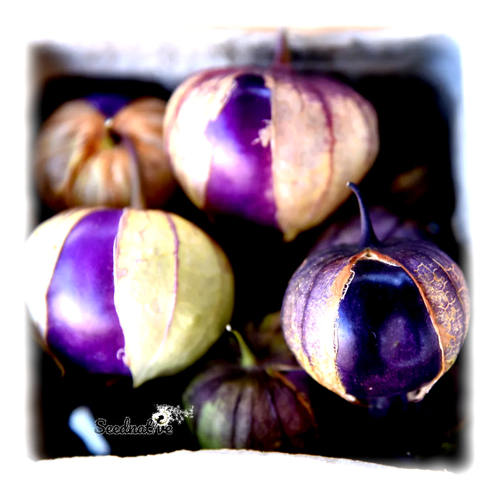 Tomatillo purpura - Physalis ixocarpa - 250 semillas 