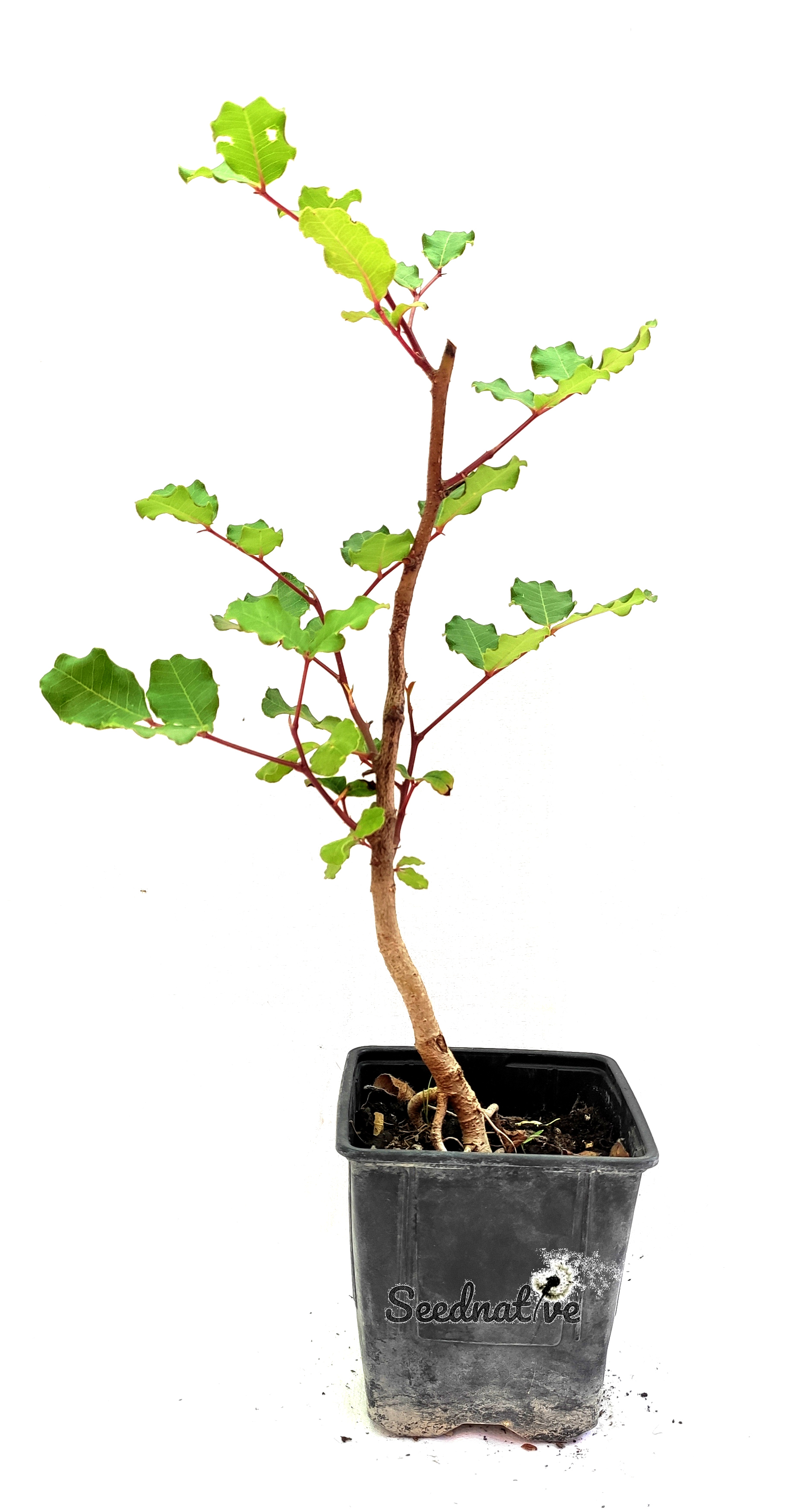 Planta de Algarrobo - Ceratonia siliqua