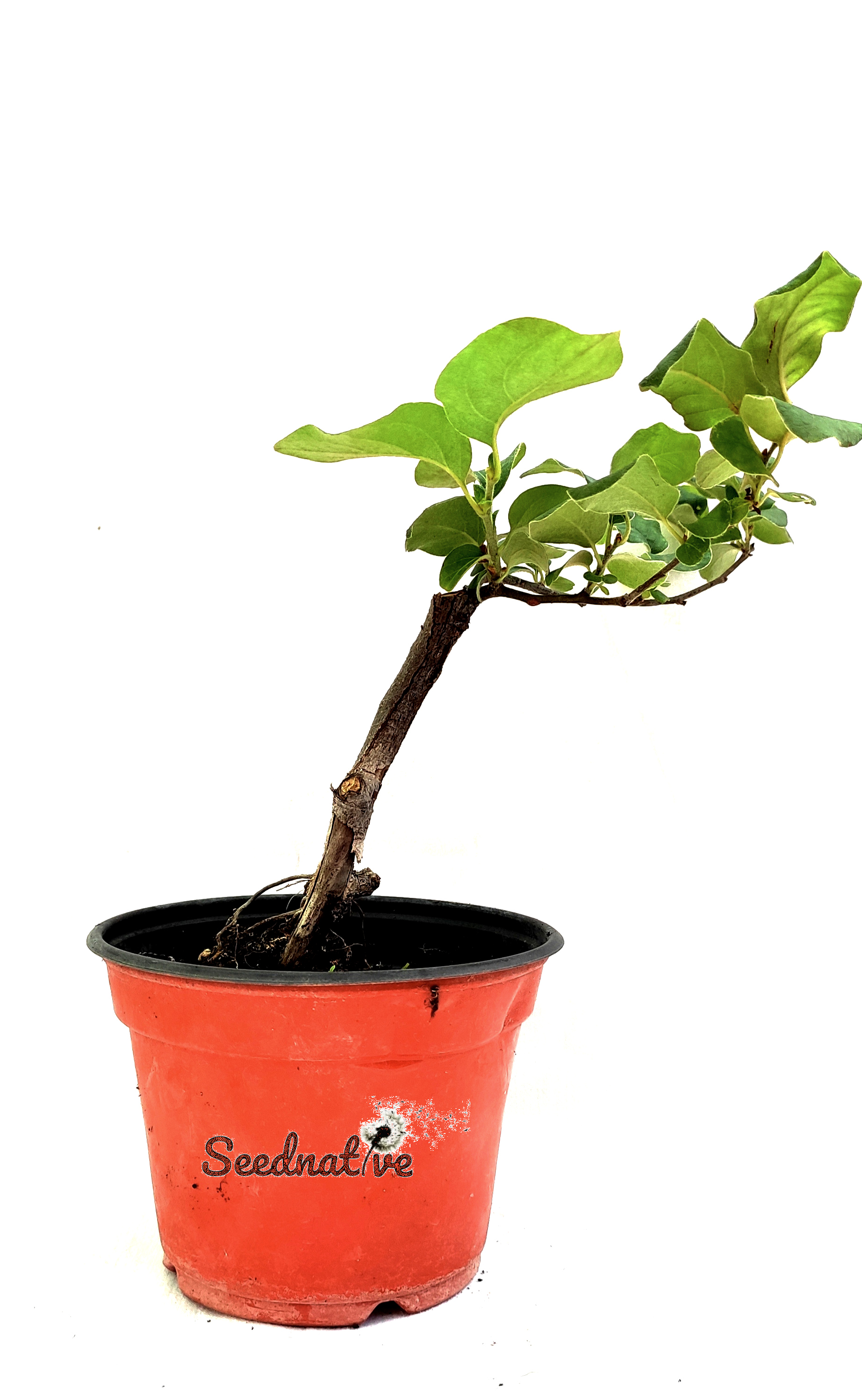 Planta de Membrillero - Cydonia oblonga