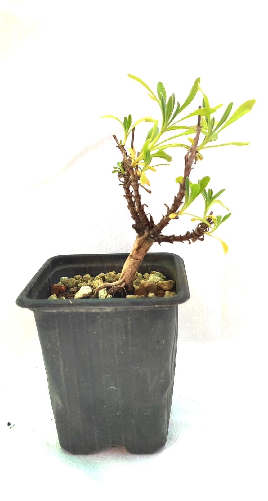 Planta de Lavandula angustifolia - Espliego 