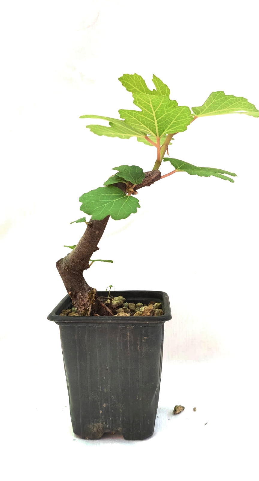 Planta de Higuera - Ficus carica
