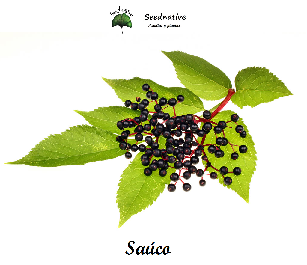 Sambucus nigra - Saúco - 500 semillas - Elder