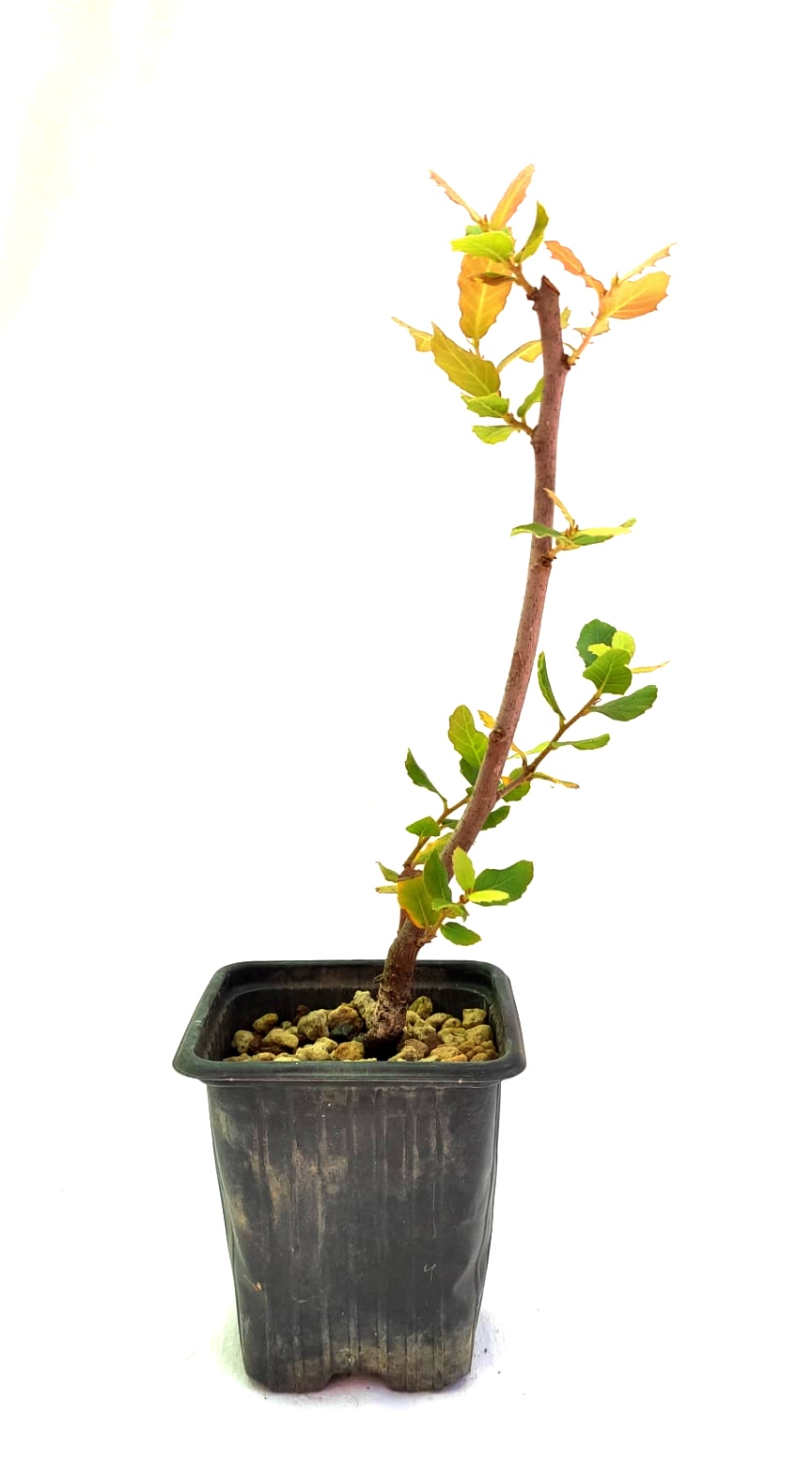 Planta de Quercus suber - Alcornoque mediterráneo