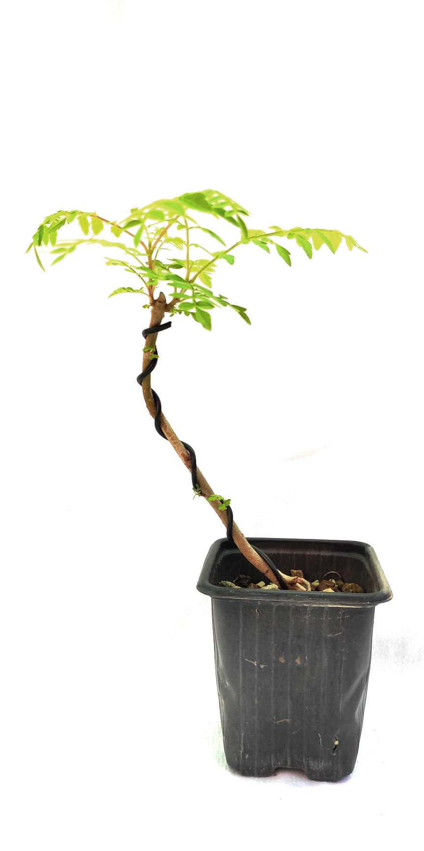 Planta de Jacaranda - Jacaranda mimosifolia