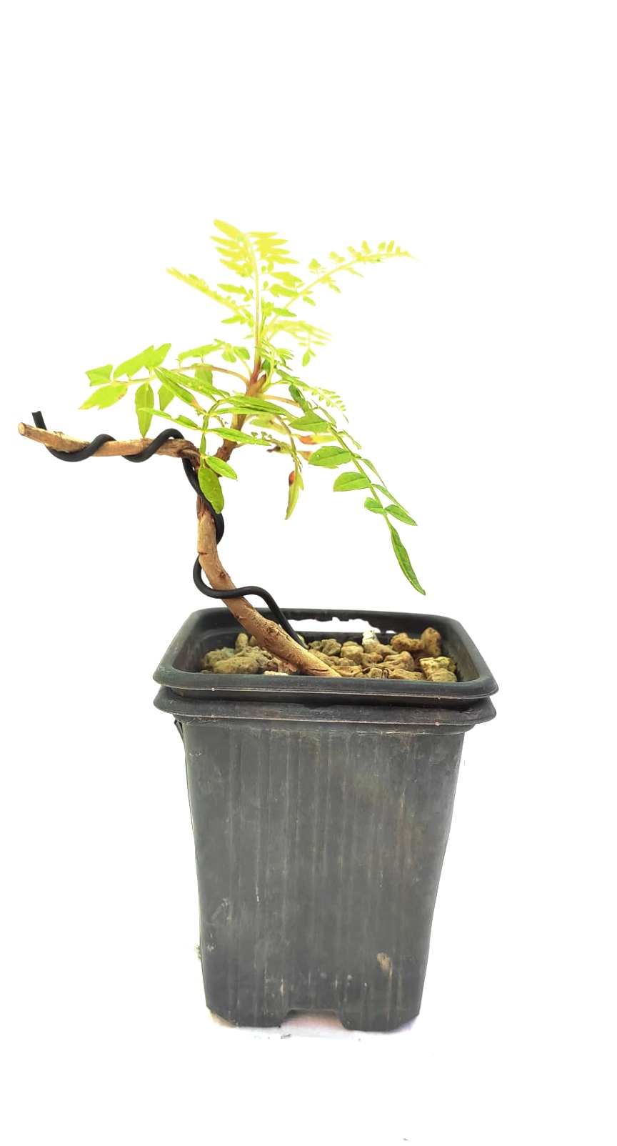 Planta de Jacaranda - Jacaranda mimosifolia