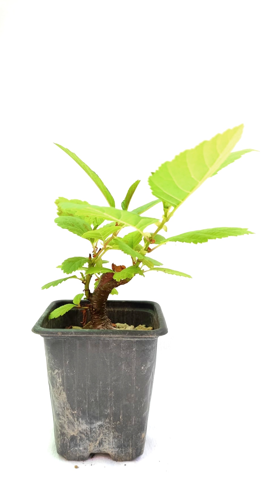 Planta de Alnus glutinosa - Aliso común