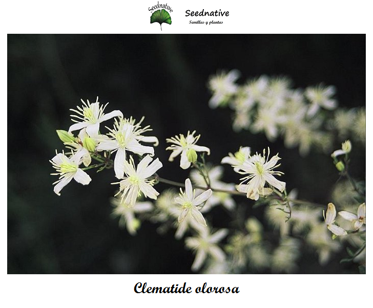 Clematis flammula - Clematide olorosa - 100 semillas - Fragrant Virgin's Bower