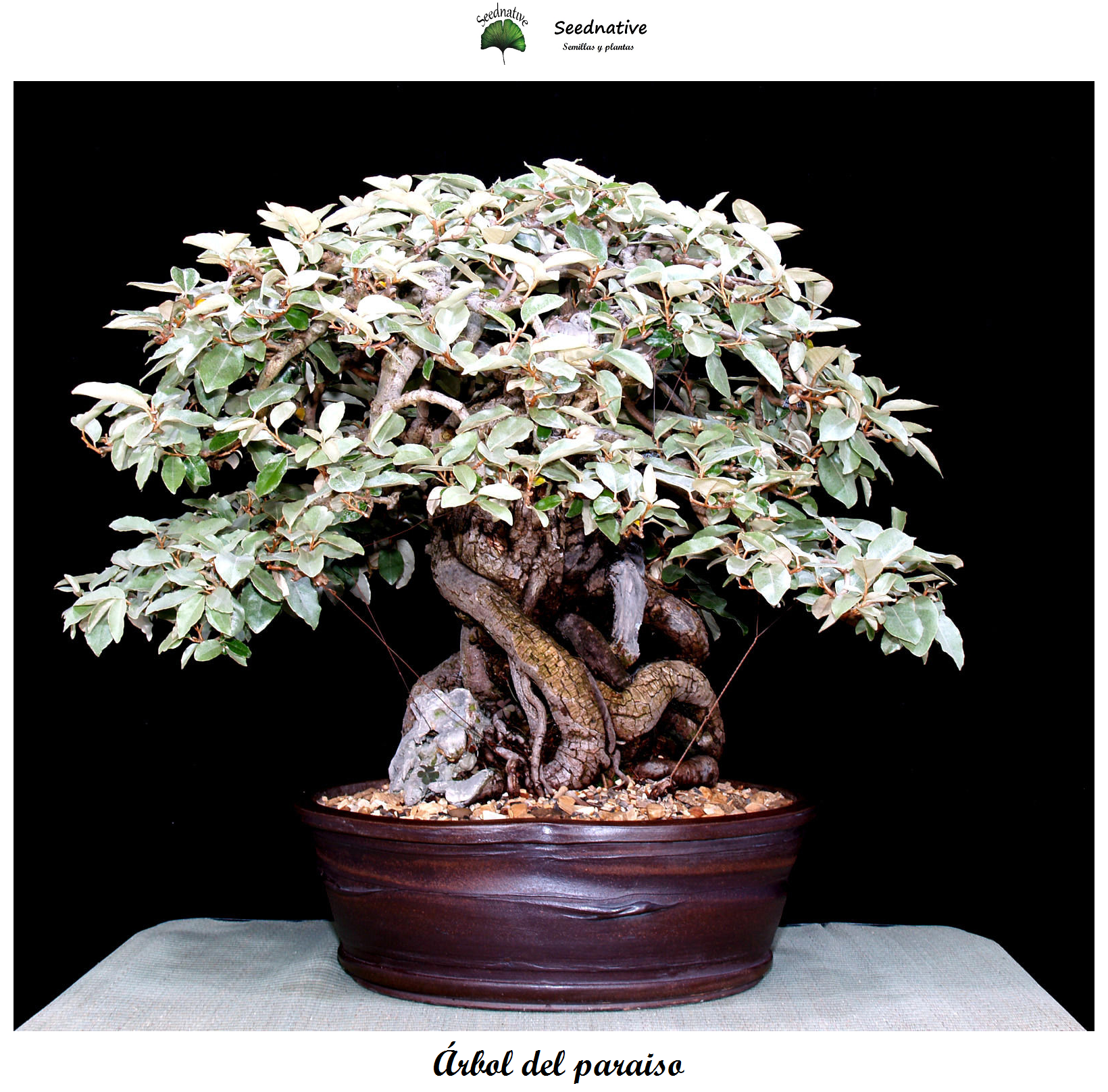 Elaeagnus angustifolia - Árbol del paraíso - 50 semillas