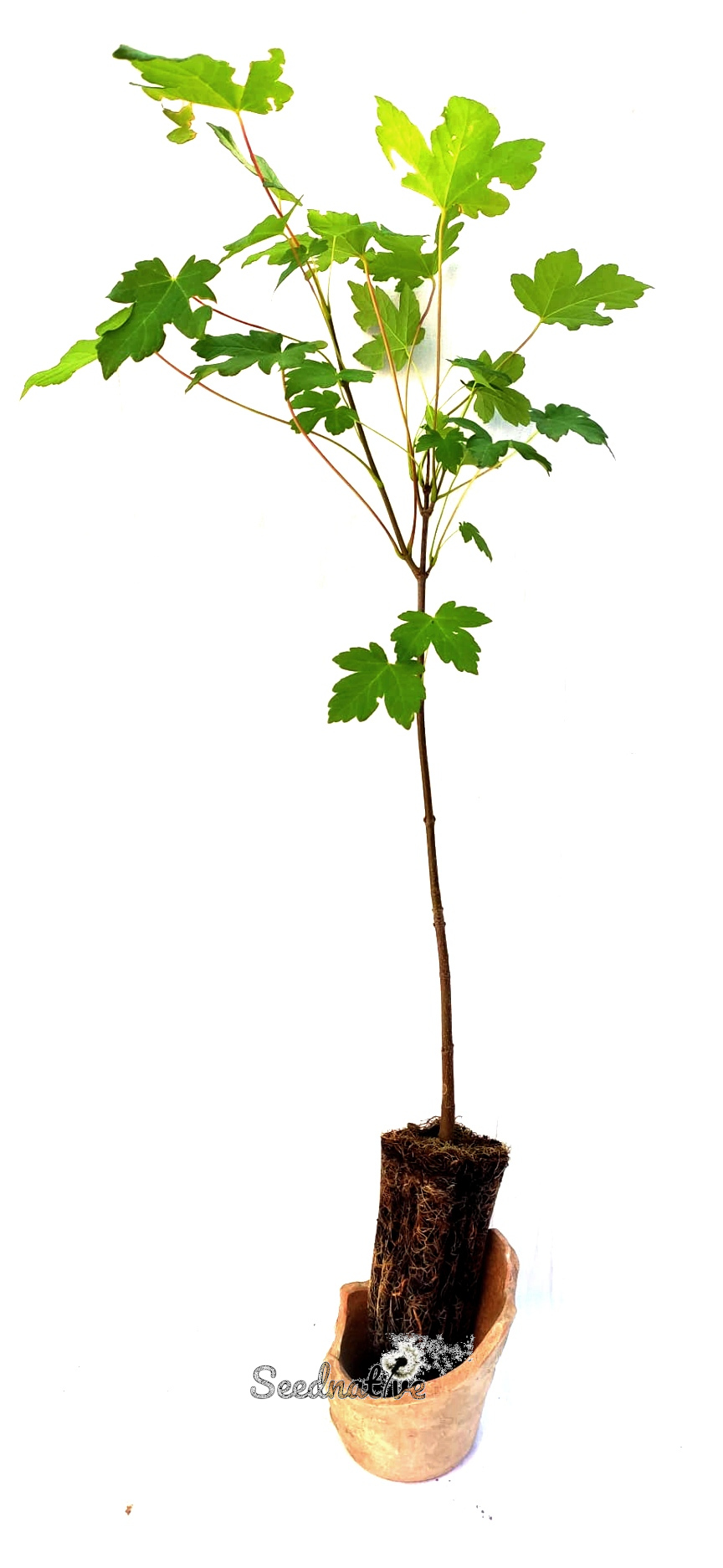 Planta de Arce Blanco - Acer pseudoplatanus - 2 Años