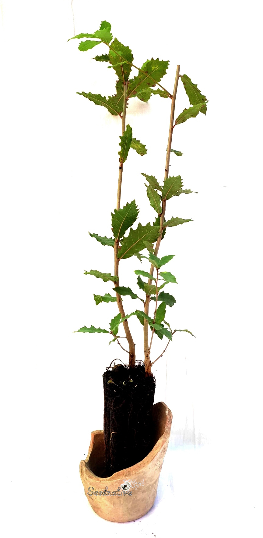 Planta Quercus faginea - Quejigo - 2 Años 