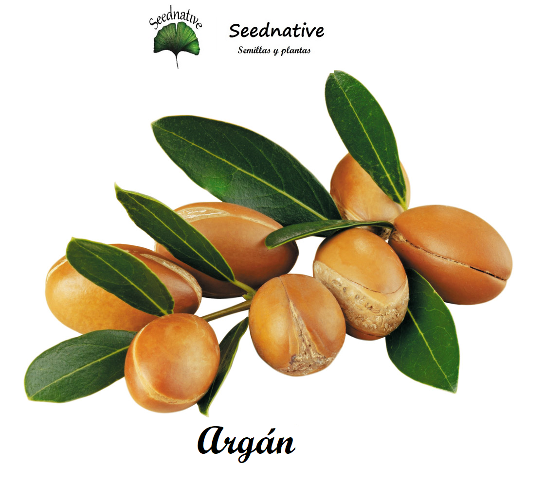 Argan - Argania spinosa - 3 semillas