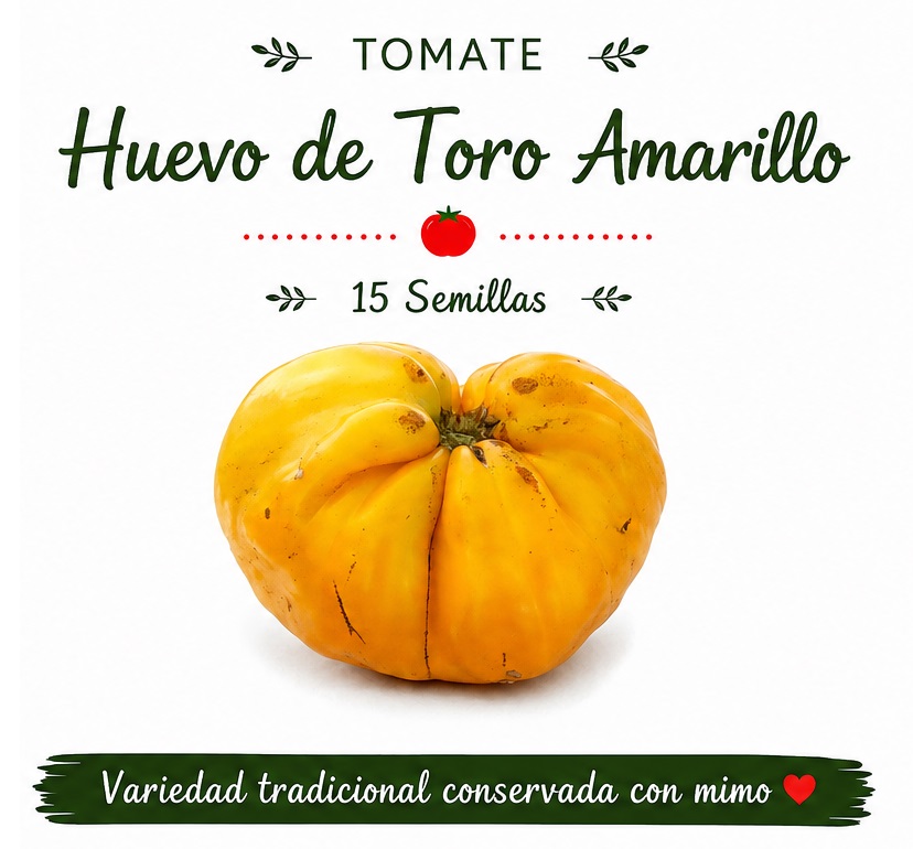 Tomate Huevo de Toro Amarillo - 15 semillas 