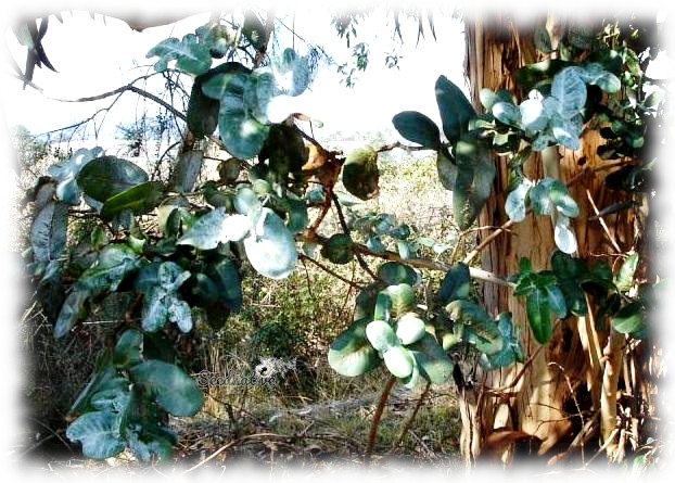 Eucalyptus cordata - Eucalipto plateado - 50 semillas 