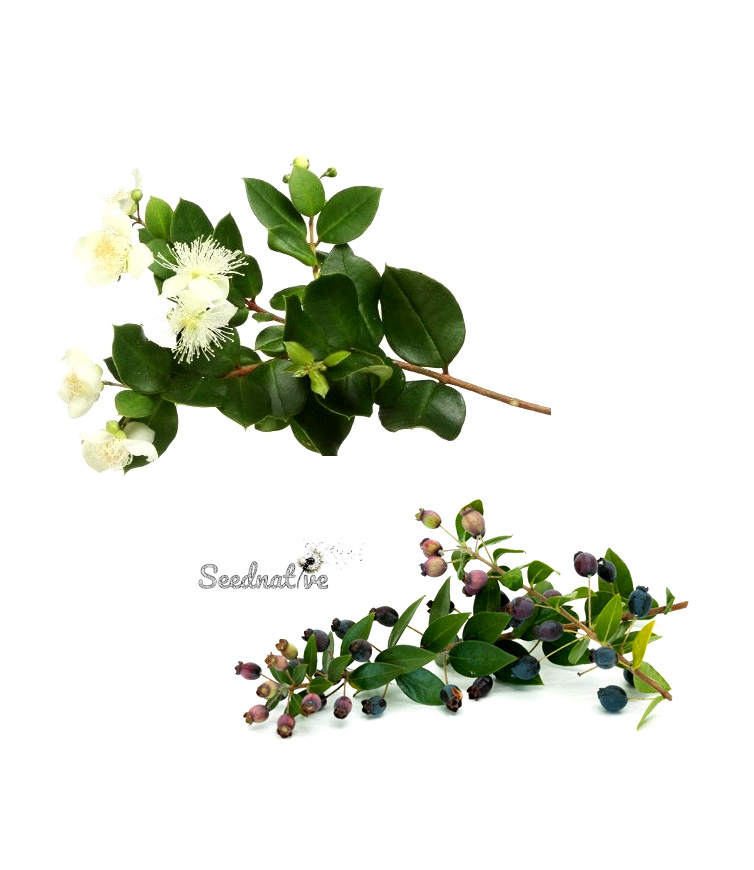 Mirto - Myrtus communis - 100 semillas