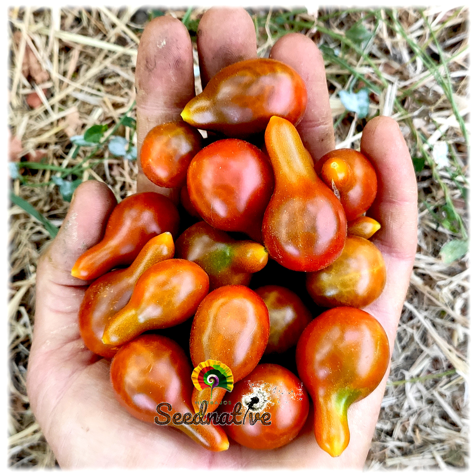 Tomate Café Bule - 15 semillas 