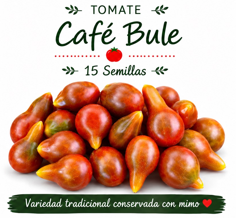 Tomate Café Bule - 15 semillas 