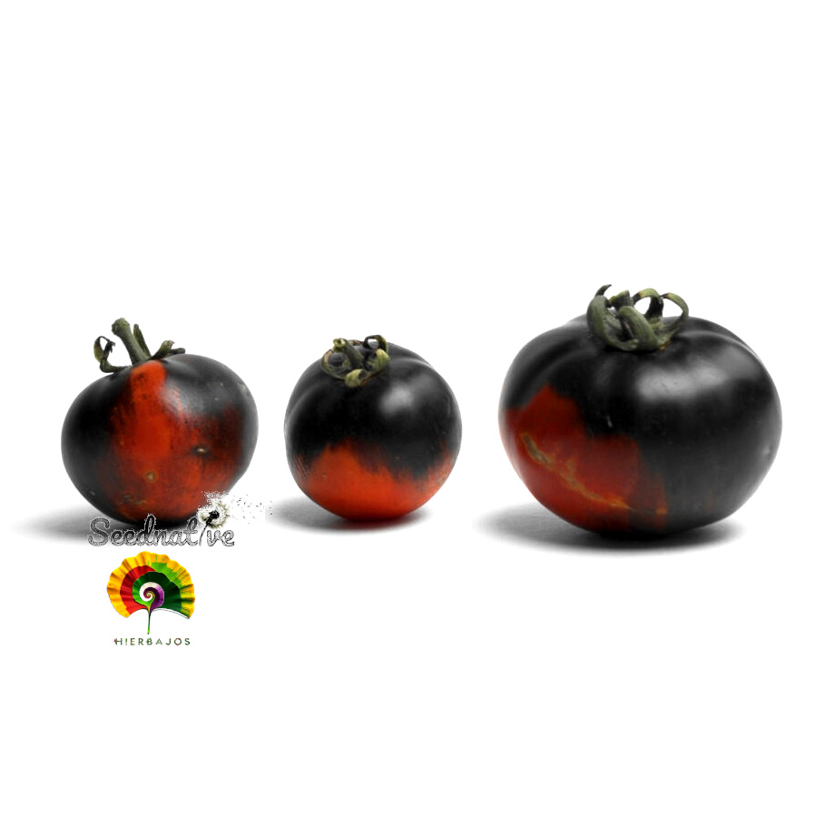 Tomate Wild Card Blue - 15 semillas 