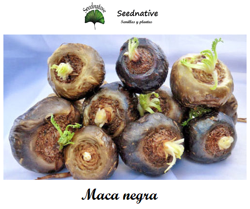 Lepidium meyenii - Maca Negra - 150 semillas - Maca Andina