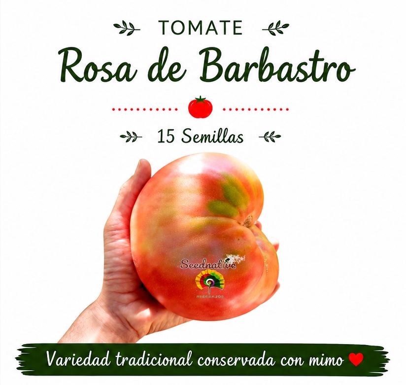Tomate Rosa de Barbastro - 15 semillas 