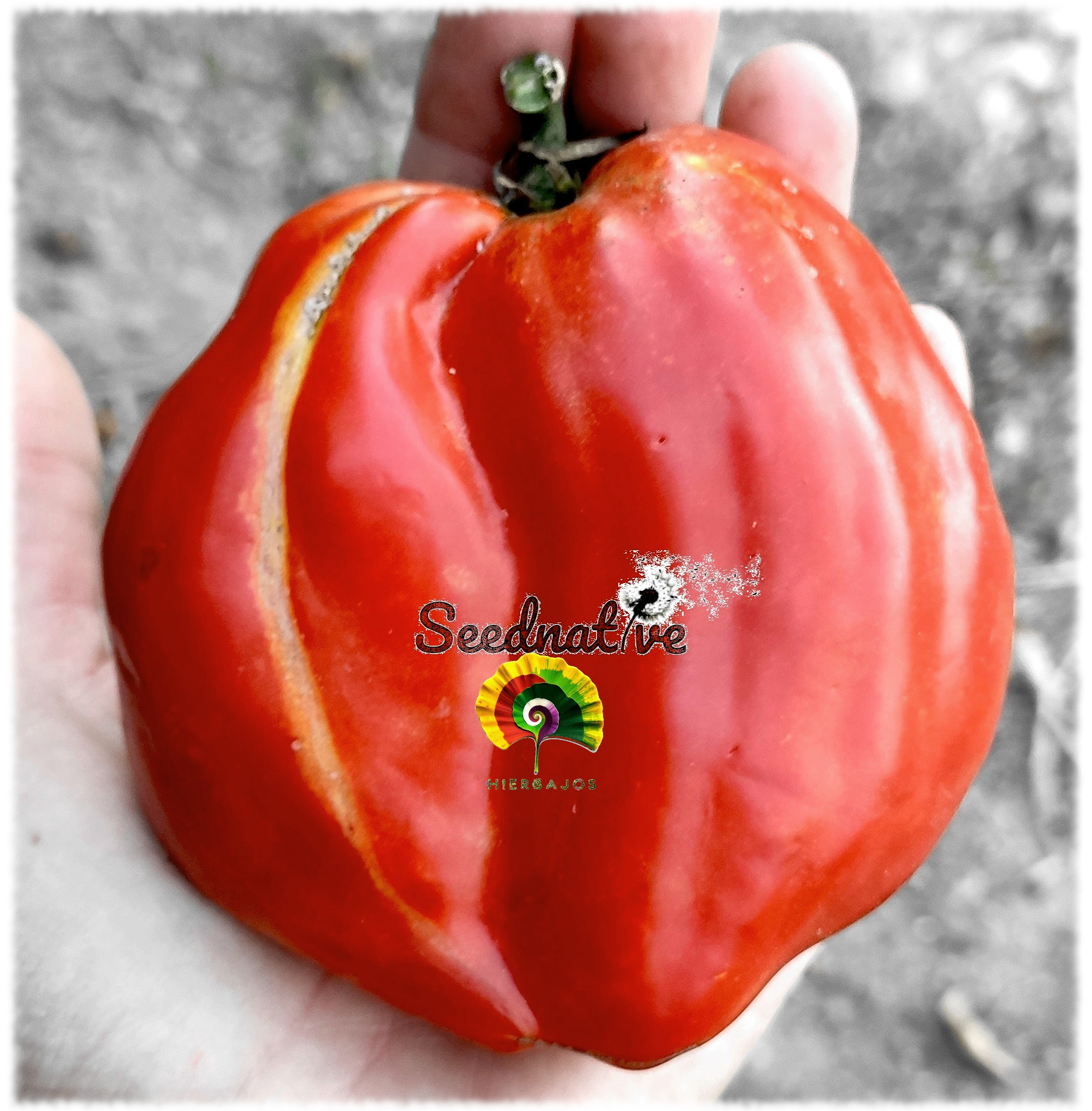 Tomate Cuerno de pimiento - 15 semillas