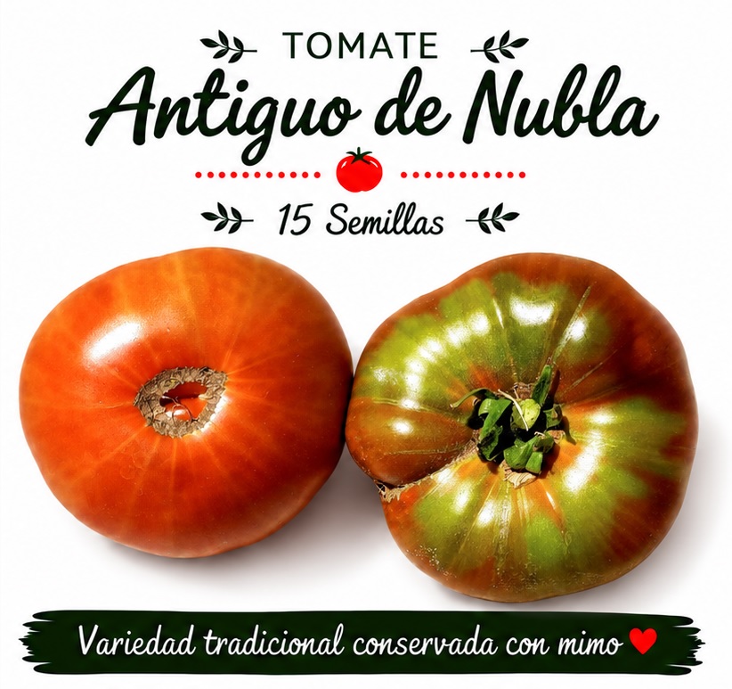 Tomate Antiguo de Nubla - 15 semillas 