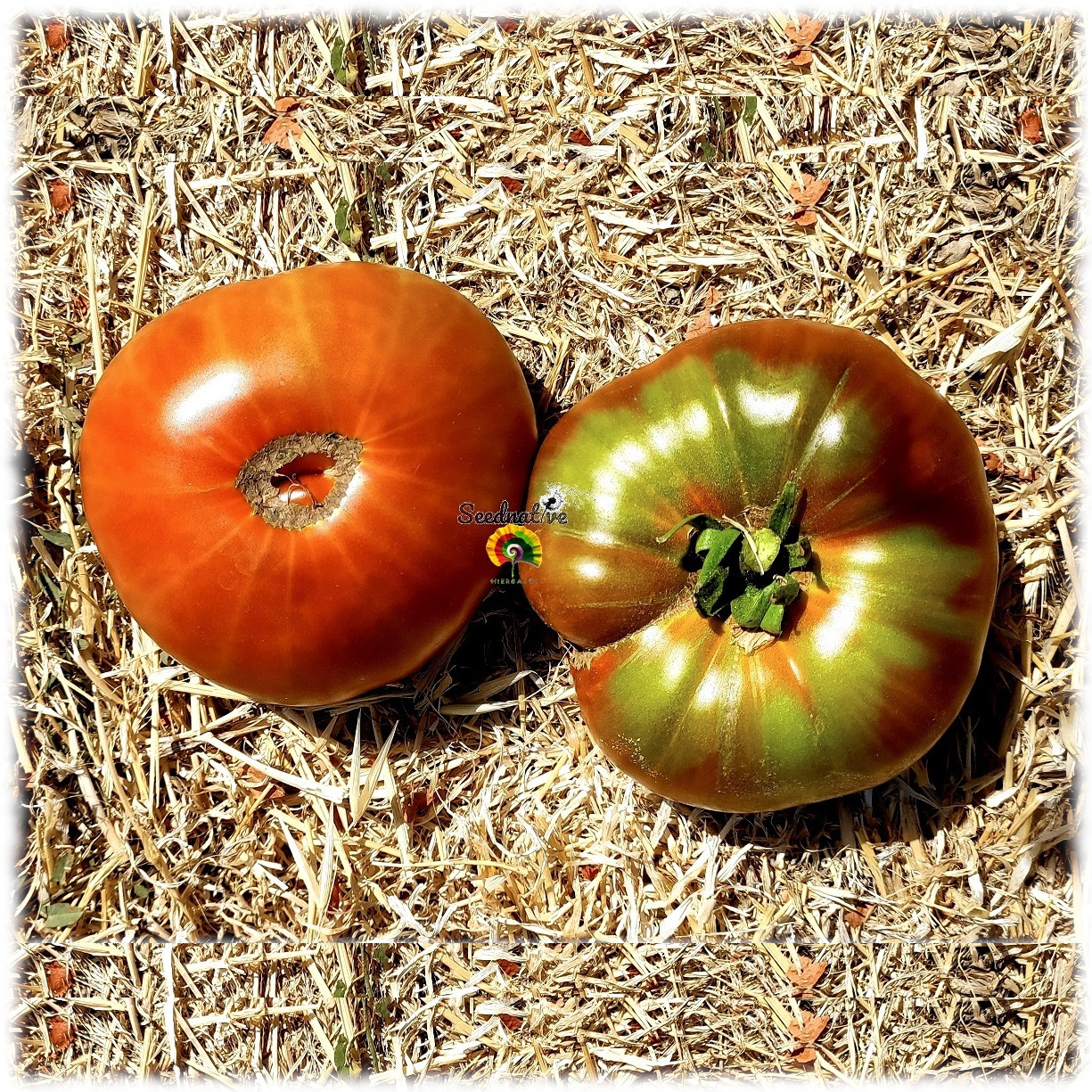 Tomate Antiguo de Nubla - 15 semillas 