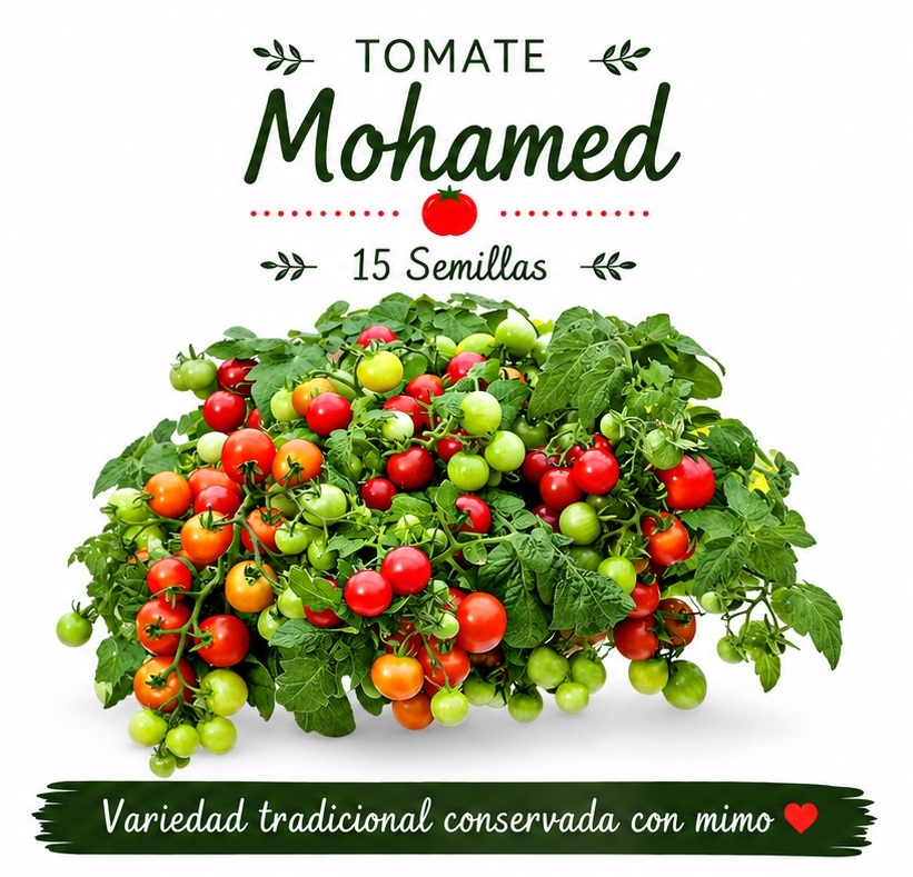 Tomate Mohamed - 15 semillas - Tomate para macetas