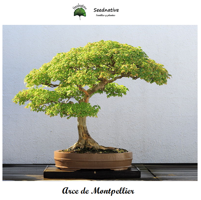 Acer monspessulanum - Arce de Montpellier - 50 semillas - Montpellier Maple