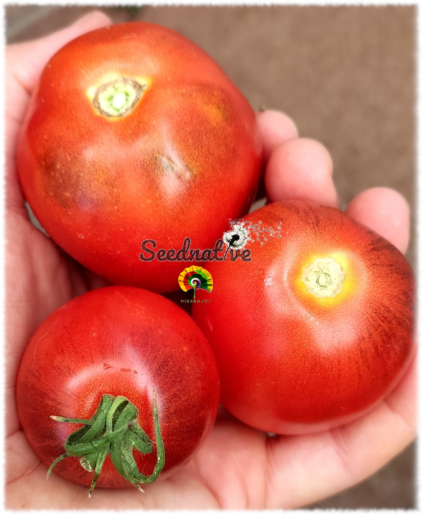 Tomate Blue Heart - 25 semillas