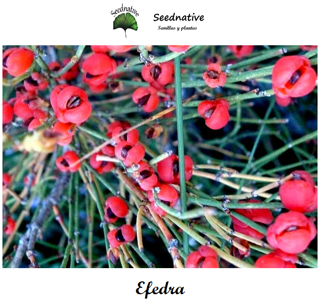 Ephedra nebrodensis - Efedra - 100 semillas
