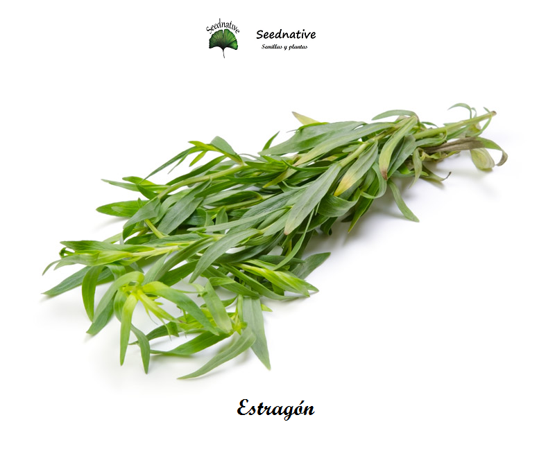 Estragón - Artemisia dracunculus - 3000 semillas