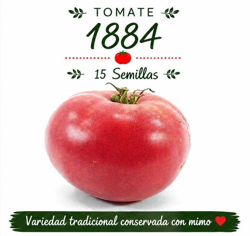 Tomate 1884 - 15 semillas 