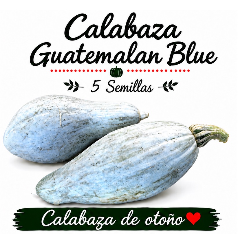 Calabaza Guatemalan Blue Banana - Cucurbita maxima - 5 semillas