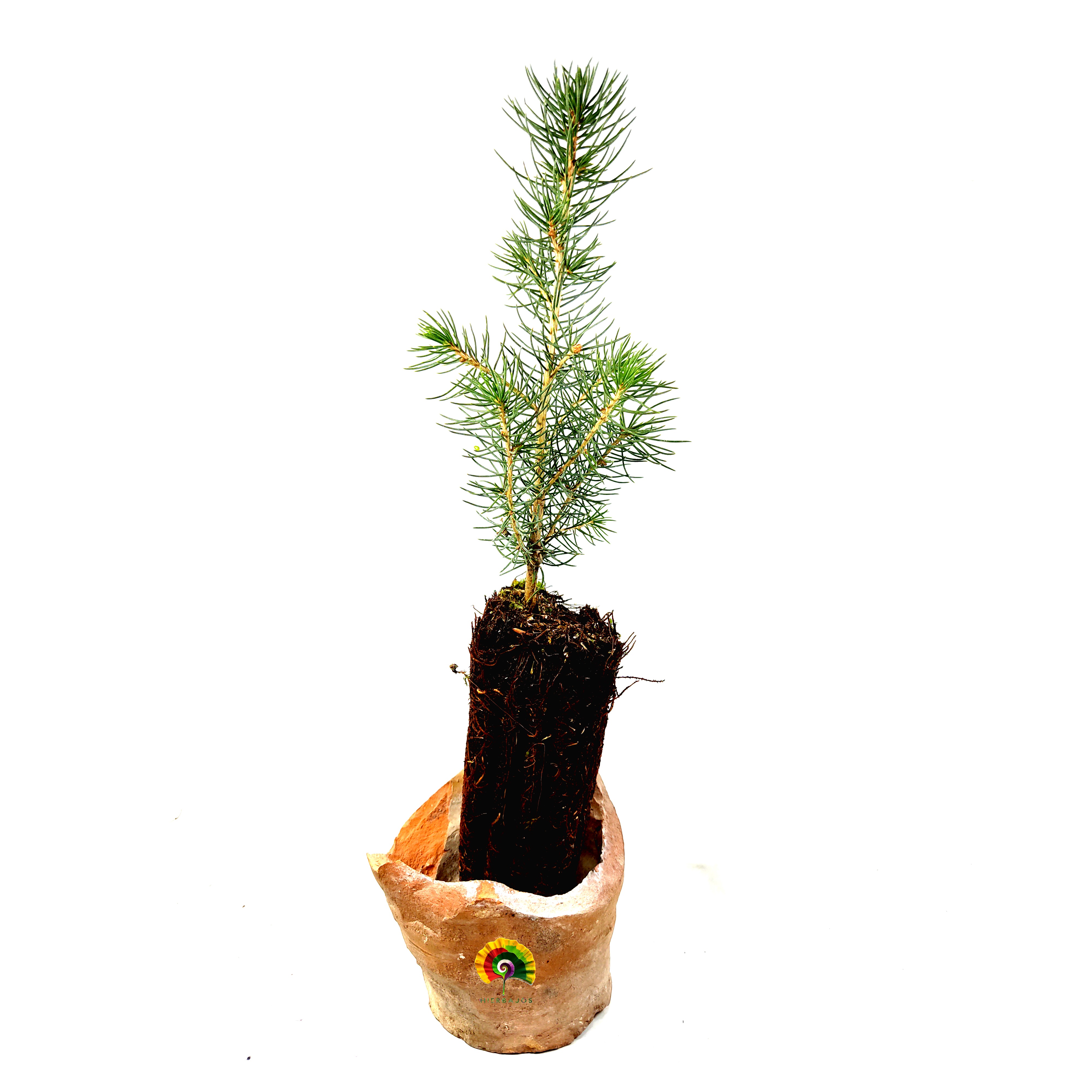 Planta Picea abies - Abeto Rojo