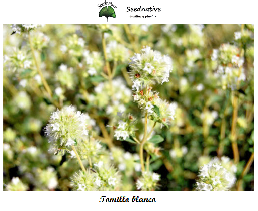 Tomillo blanco - Thymus mastichina - 500 semillas