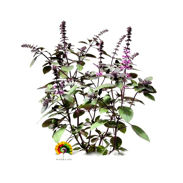 Ocimum kilimandscharicum - Albahaca Alcanfor - 300 semillas 