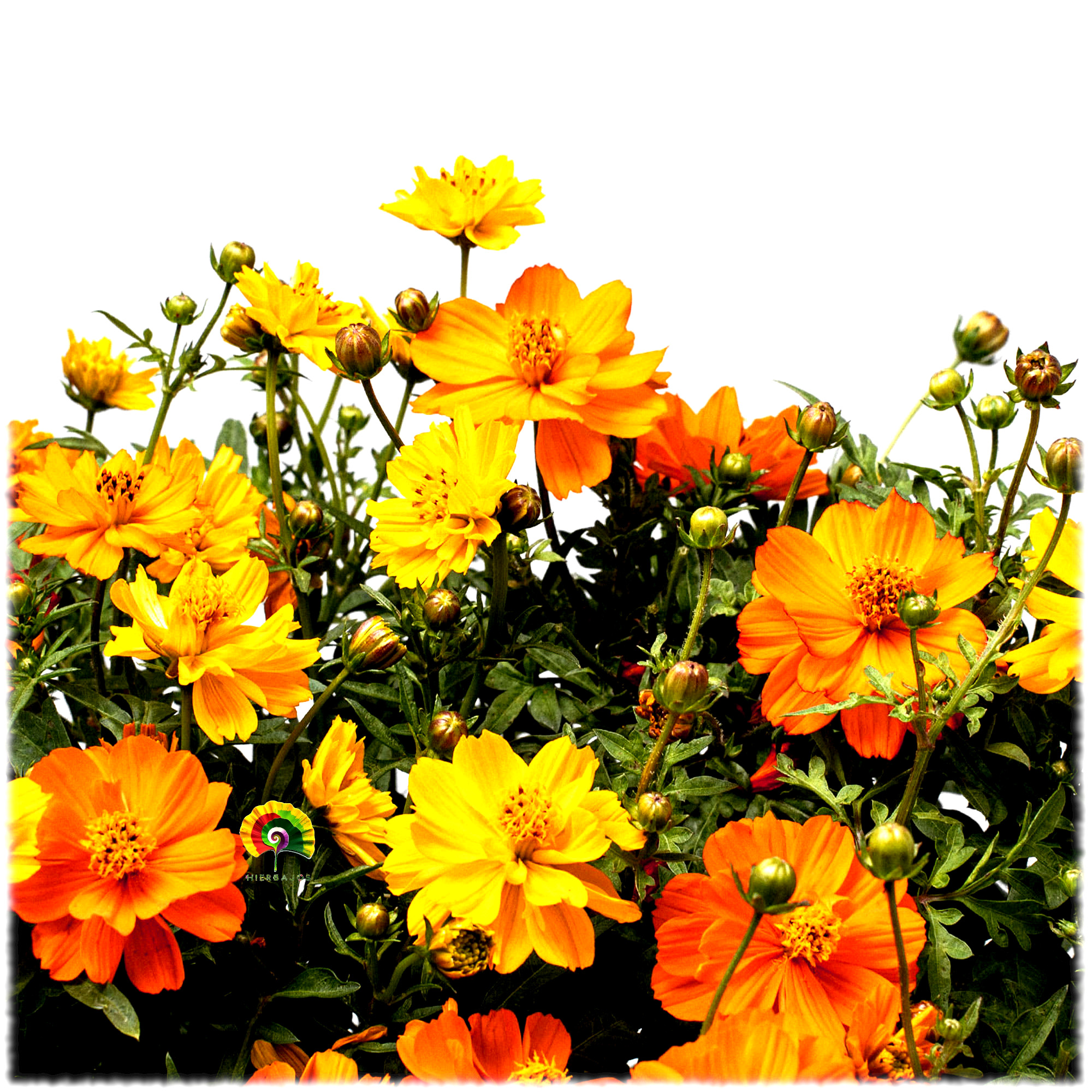 Cosmos sulphureus - Cosmos sulfúreo - 200 semillas