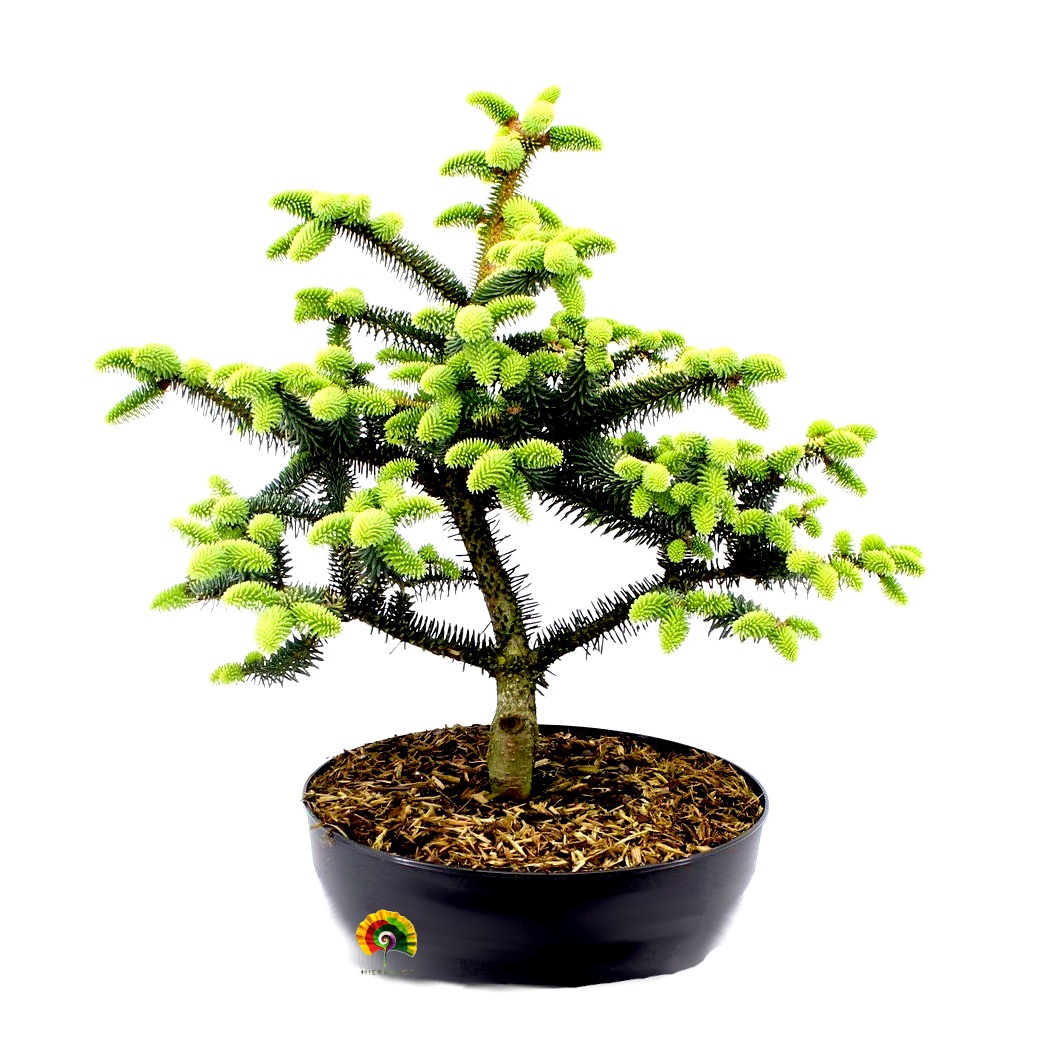 Abies pinsapo - Pinsapo - 20 semillas 